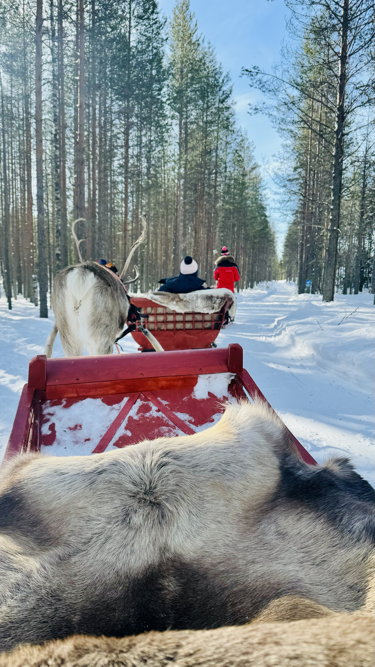 Through the winter forest