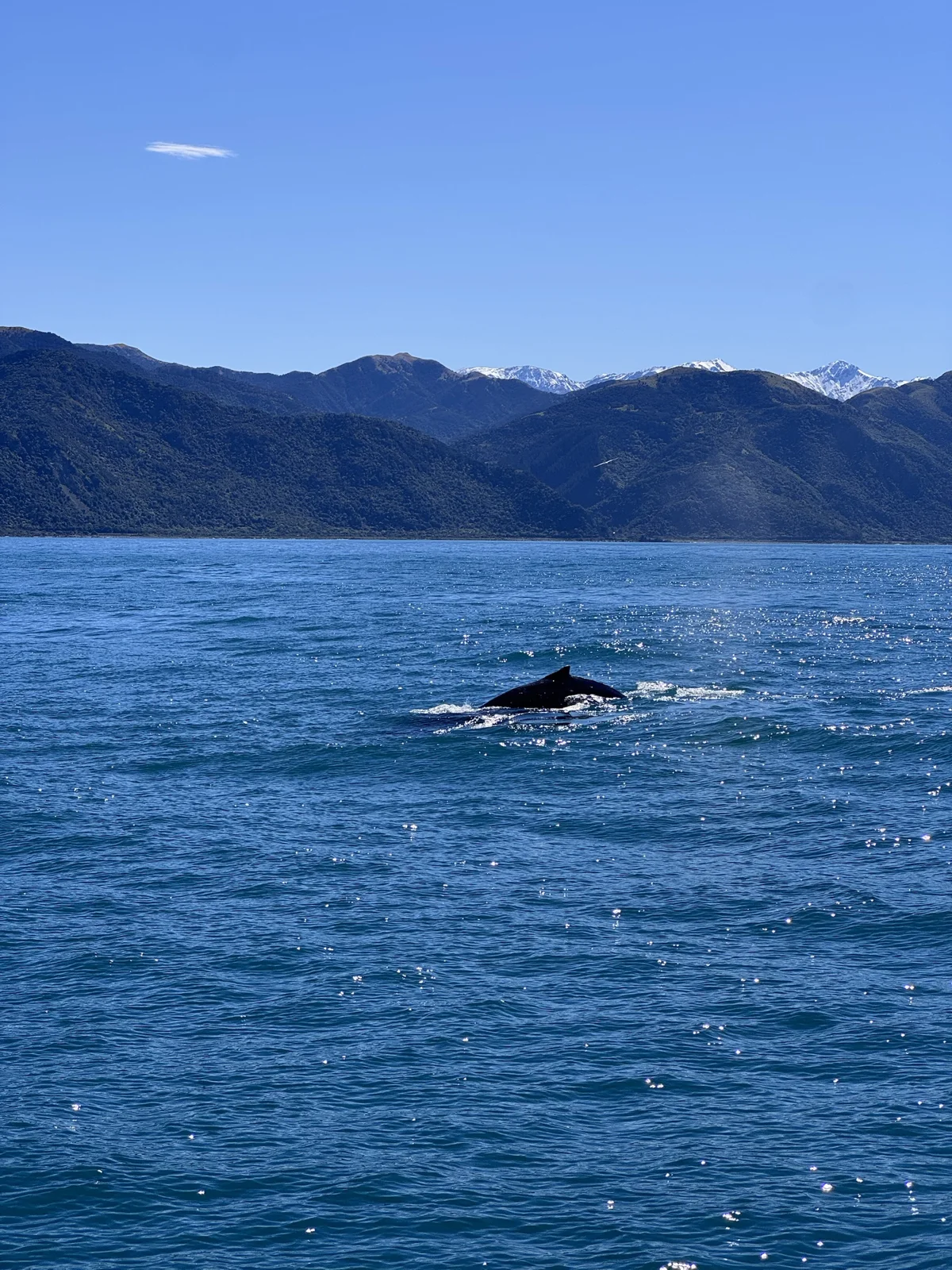 Whale watching offshore