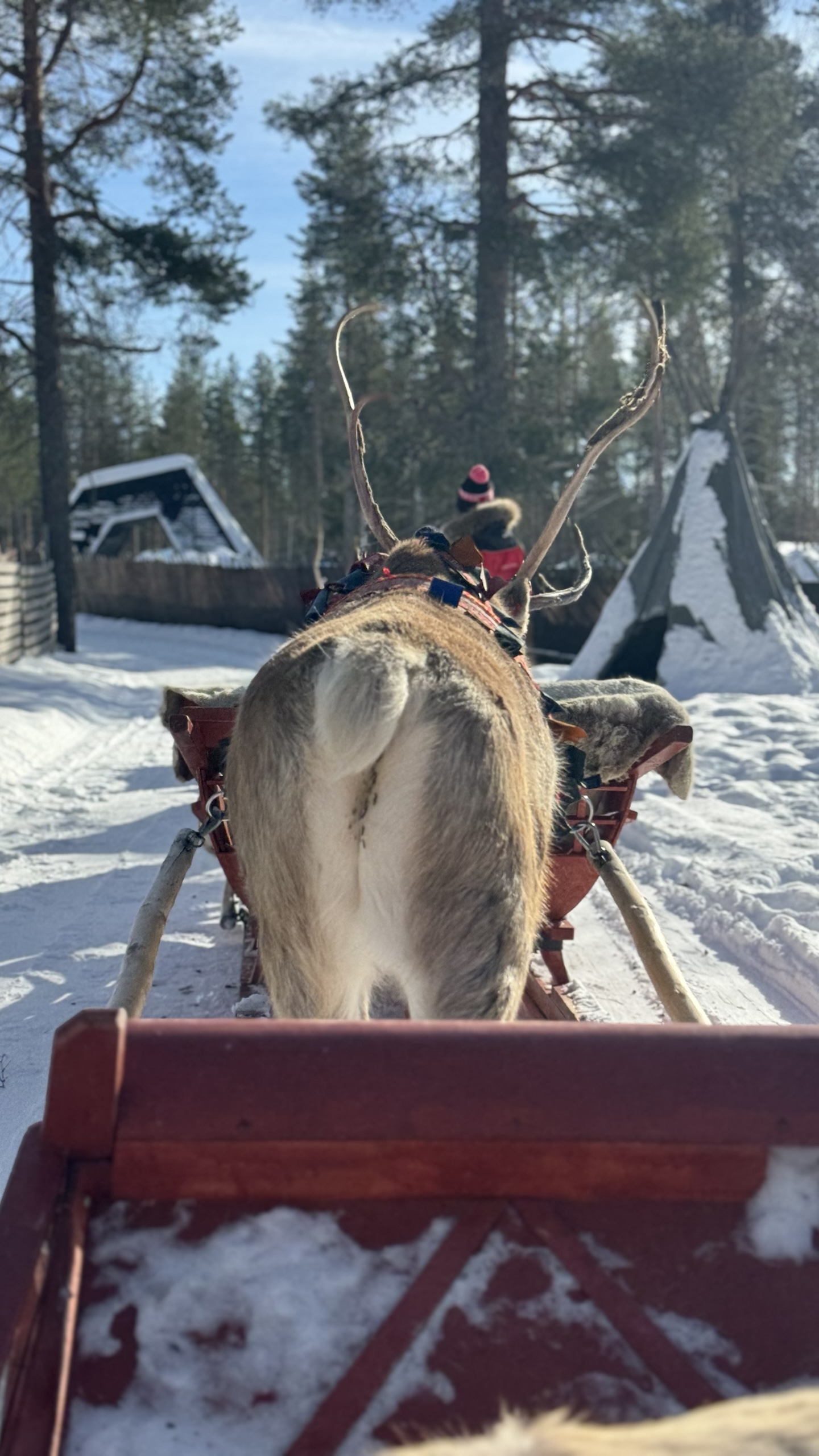 Before the sleigh ride