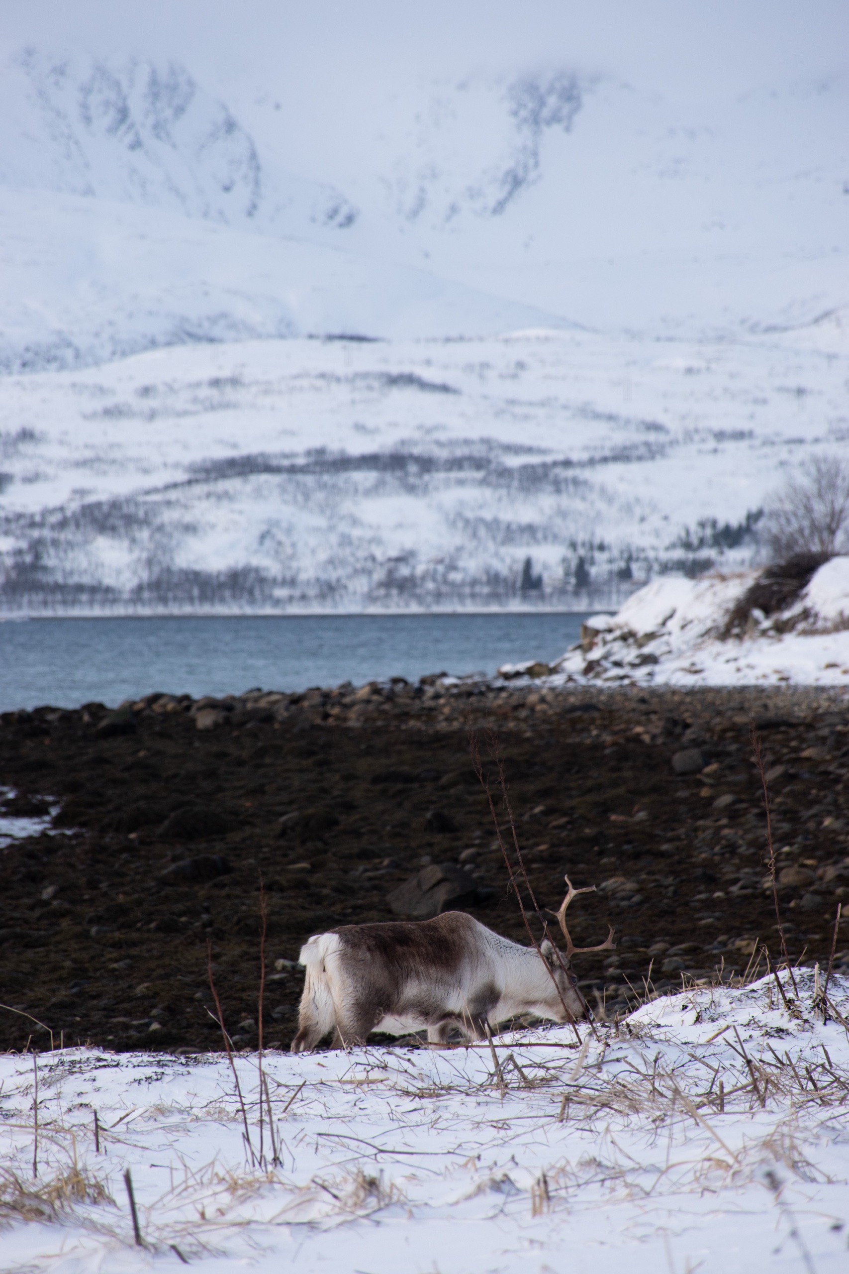 Reindeer along the route